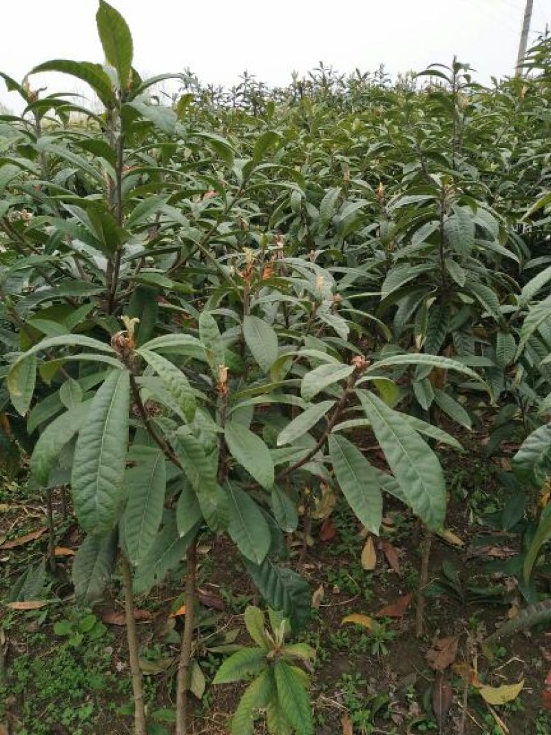 枇杷树171~200cm