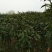 枇杷树171~200cm