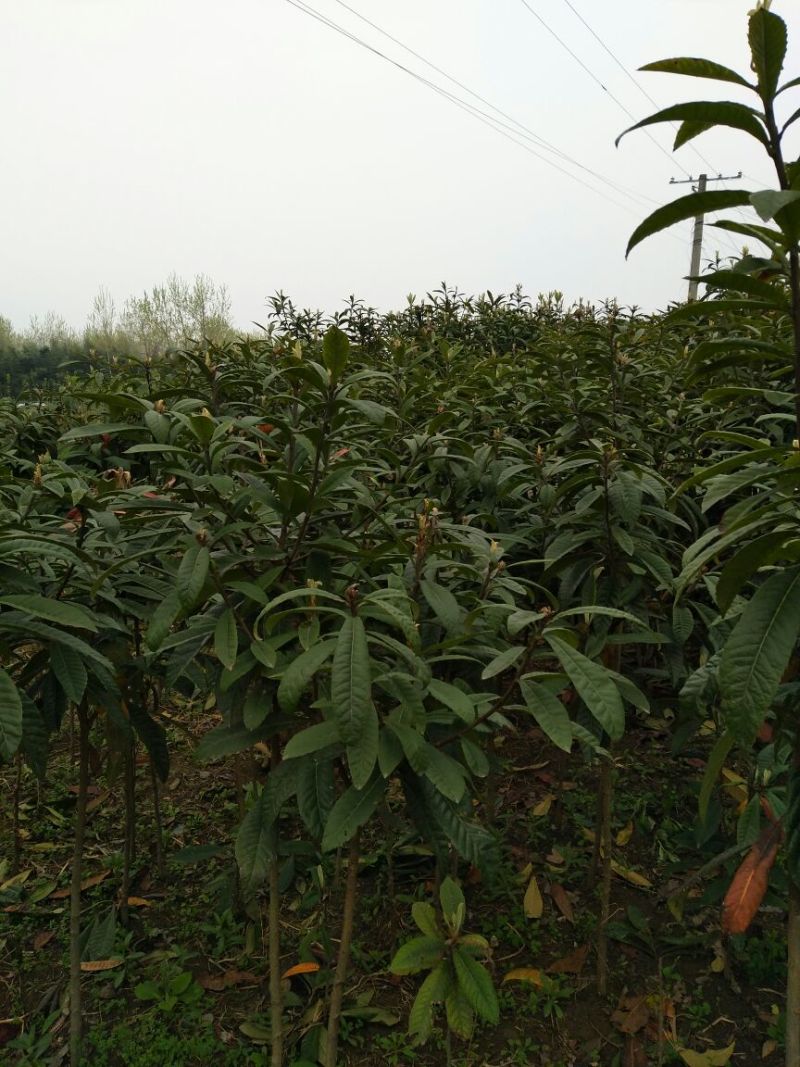 枇杷树171~200cm