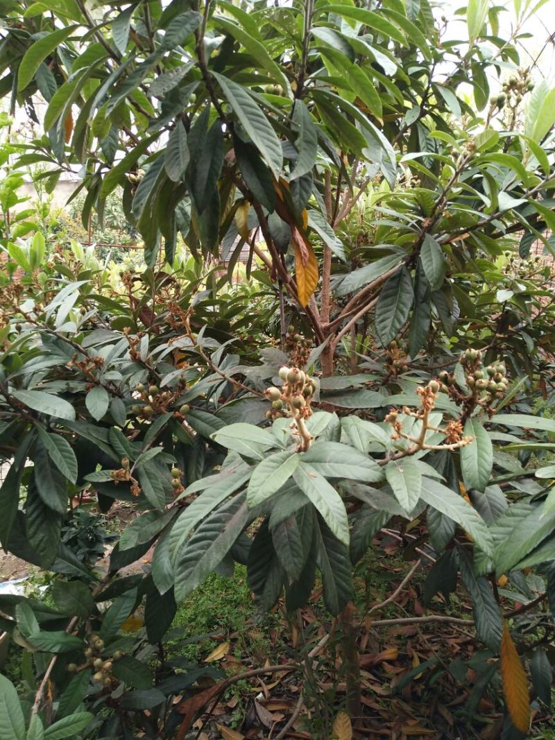 枇杷树171~200cm