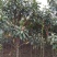 枇杷树171~200cm