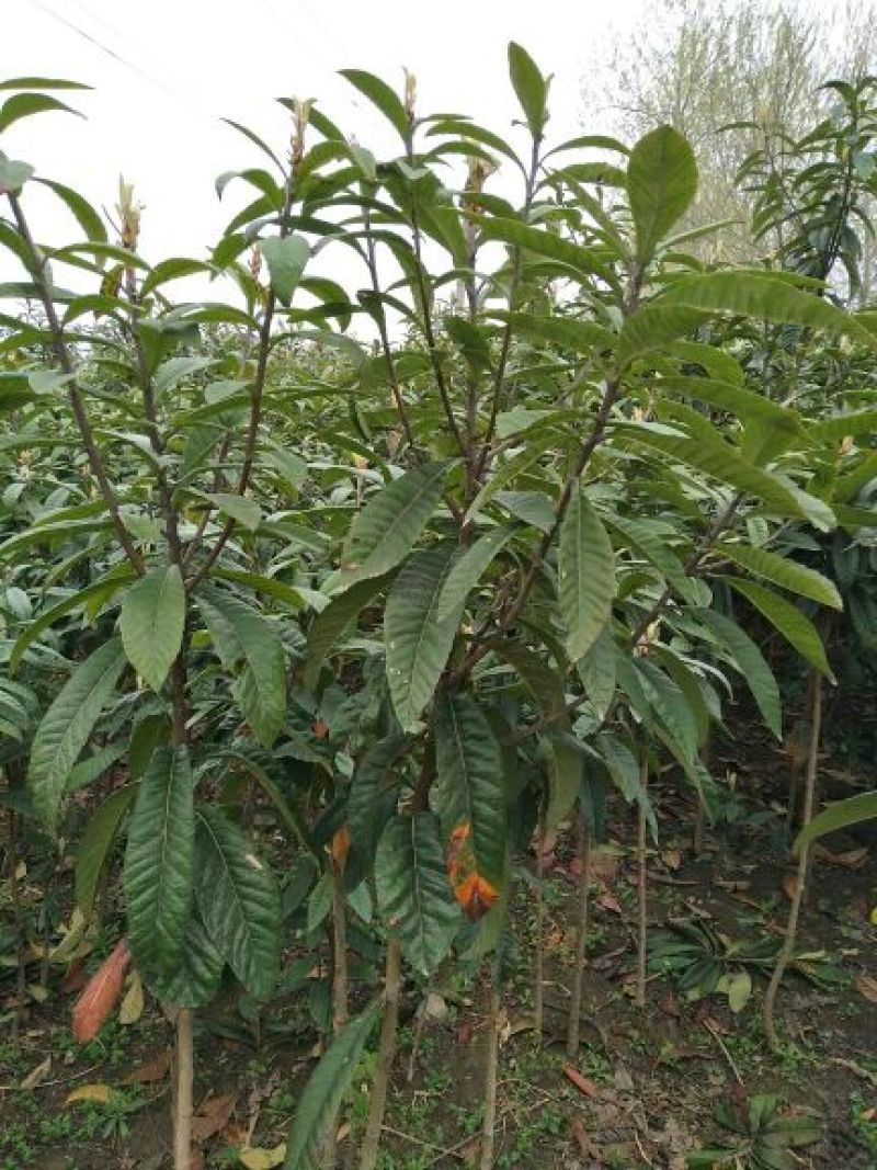 枇杷树171~200cm