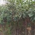 枇杷树171~200cm