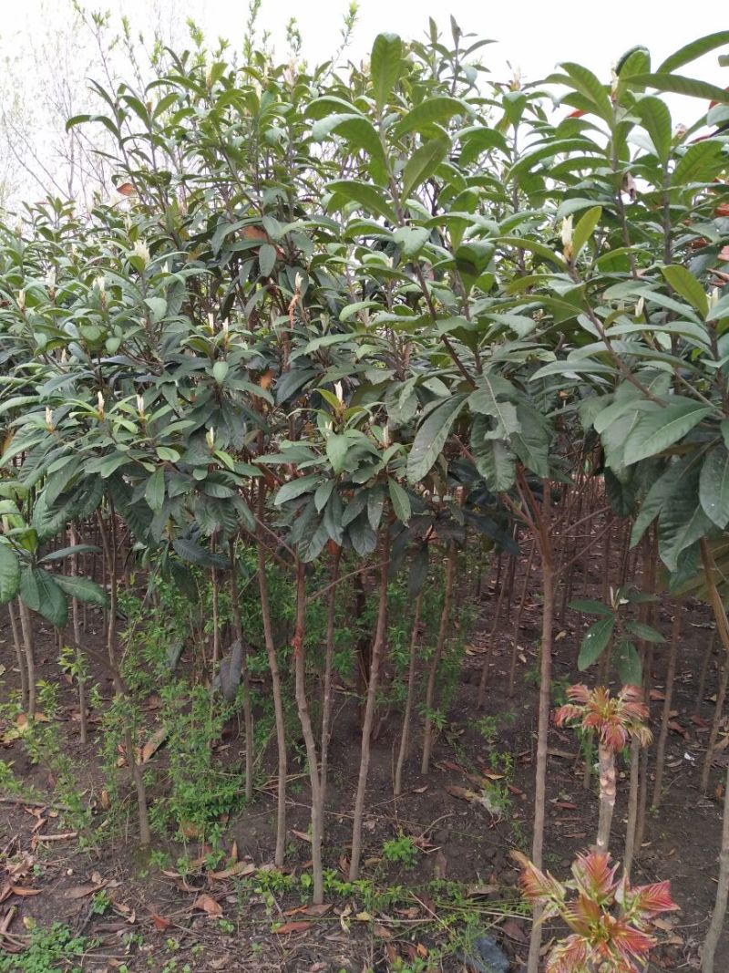 枇杷树171~200cm