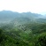 茶油野山茶油