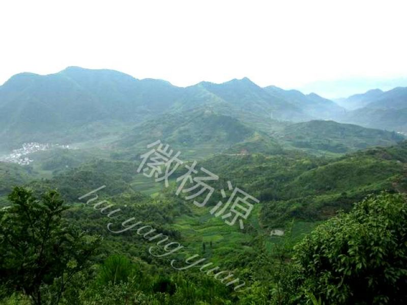 茶油野山茶油