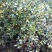 茶油野山茶油