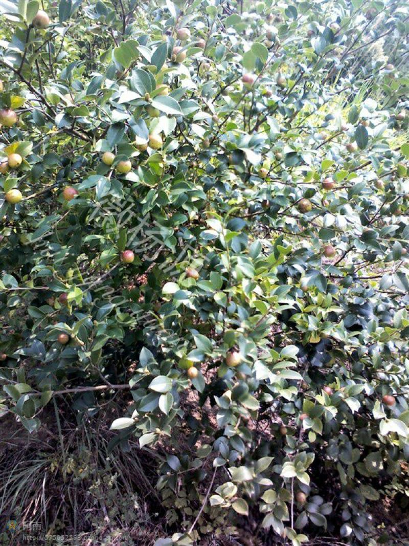 茶油野山茶油