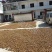 茶油野山茶油