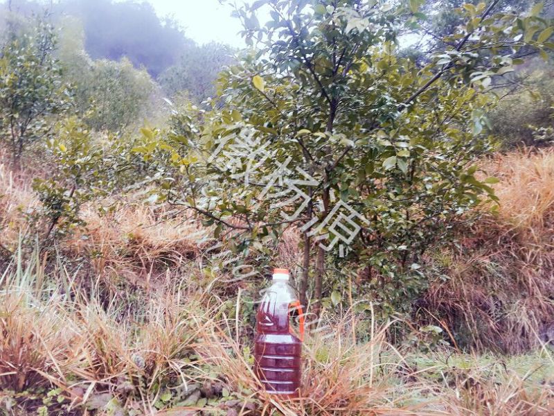 茶油野山茶油