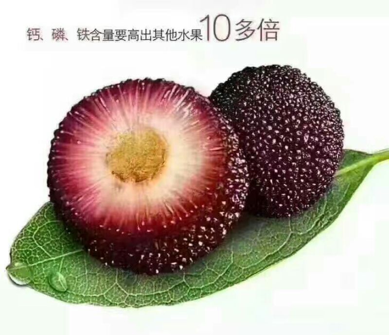 靖州杨梅2~2.5cm