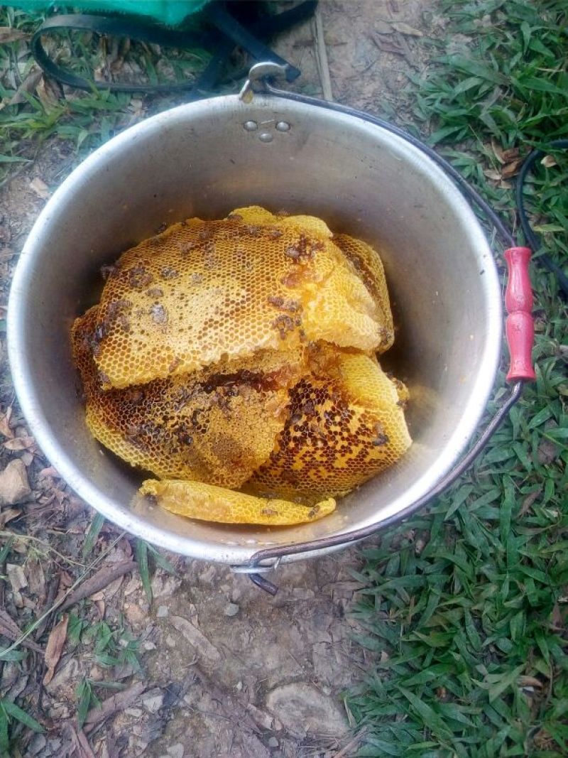百花蜜土蜂蜜百花蜜，波美40度，糖分81%。
