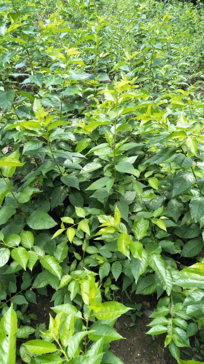 樱桃树苗2年50~80cm