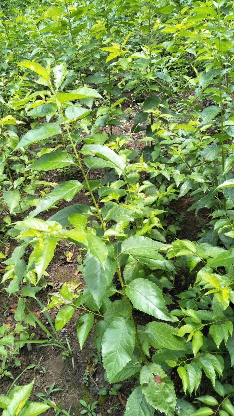 樱桃树苗2年50~80cm