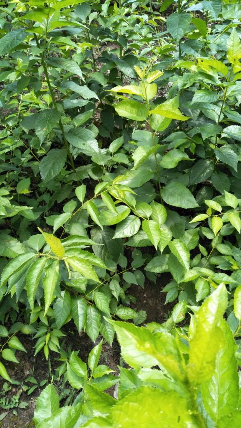 樱桃树苗2年50~80cm