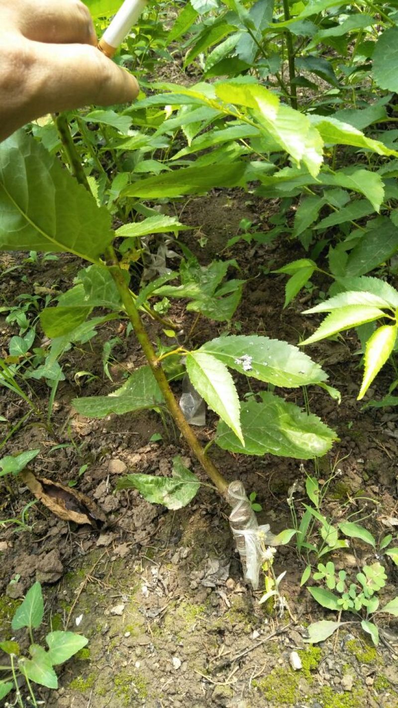 樱桃树苗2年50~80cm