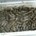 海蛏食用