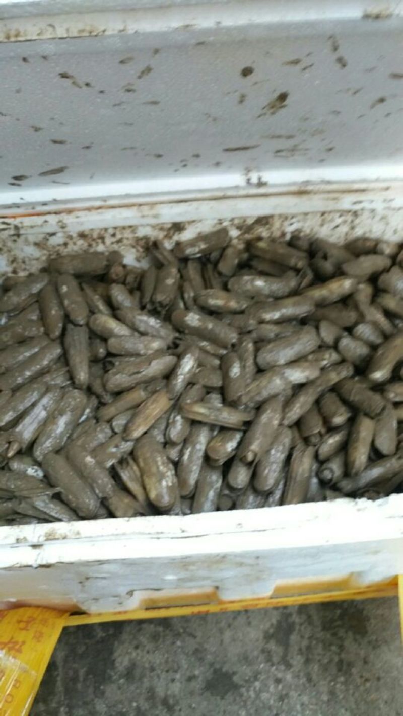 海蛏食用