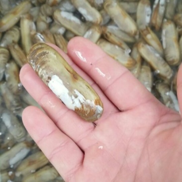 海蛏食用