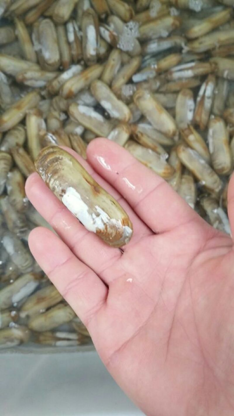 海蛏食用
