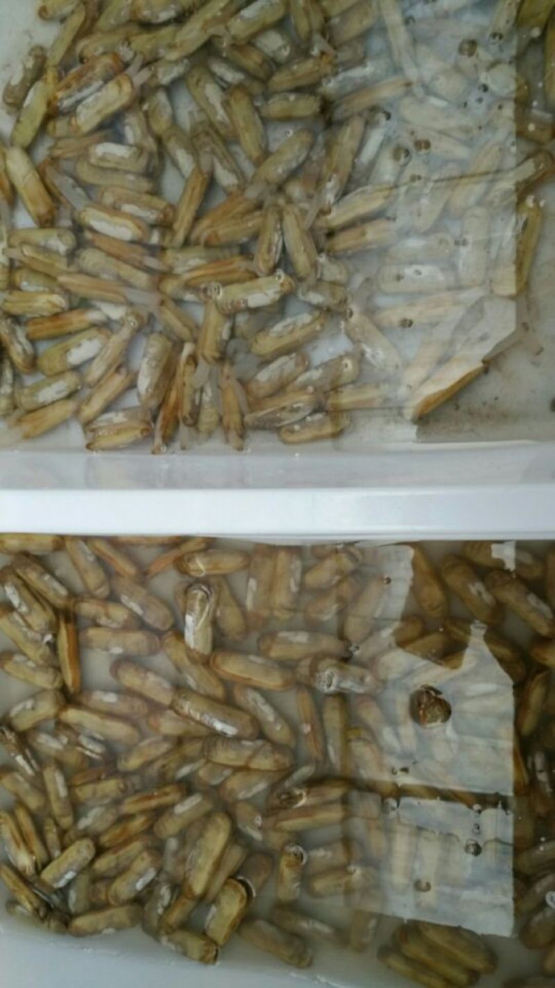 海蛏食用