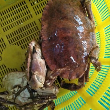 面包蟹食用