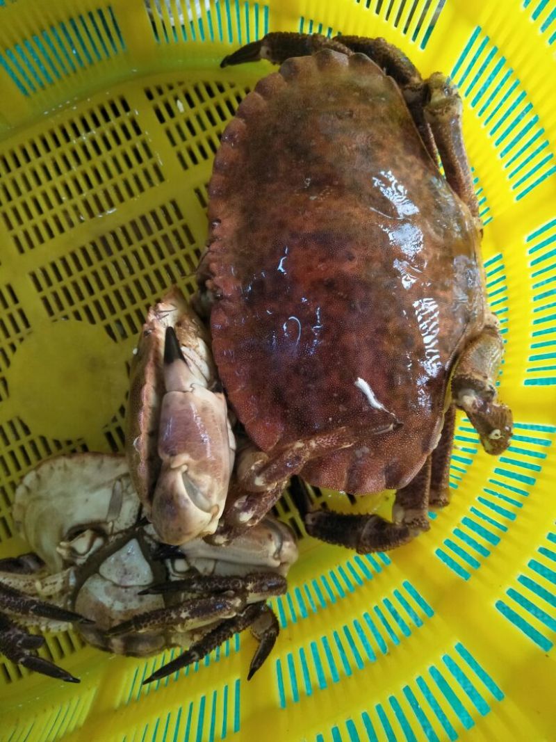 面包蟹食用