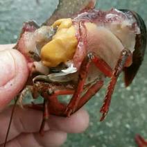 克氏原螯虾食用8－10钱活虾小龙虾主养欢迎电话联系