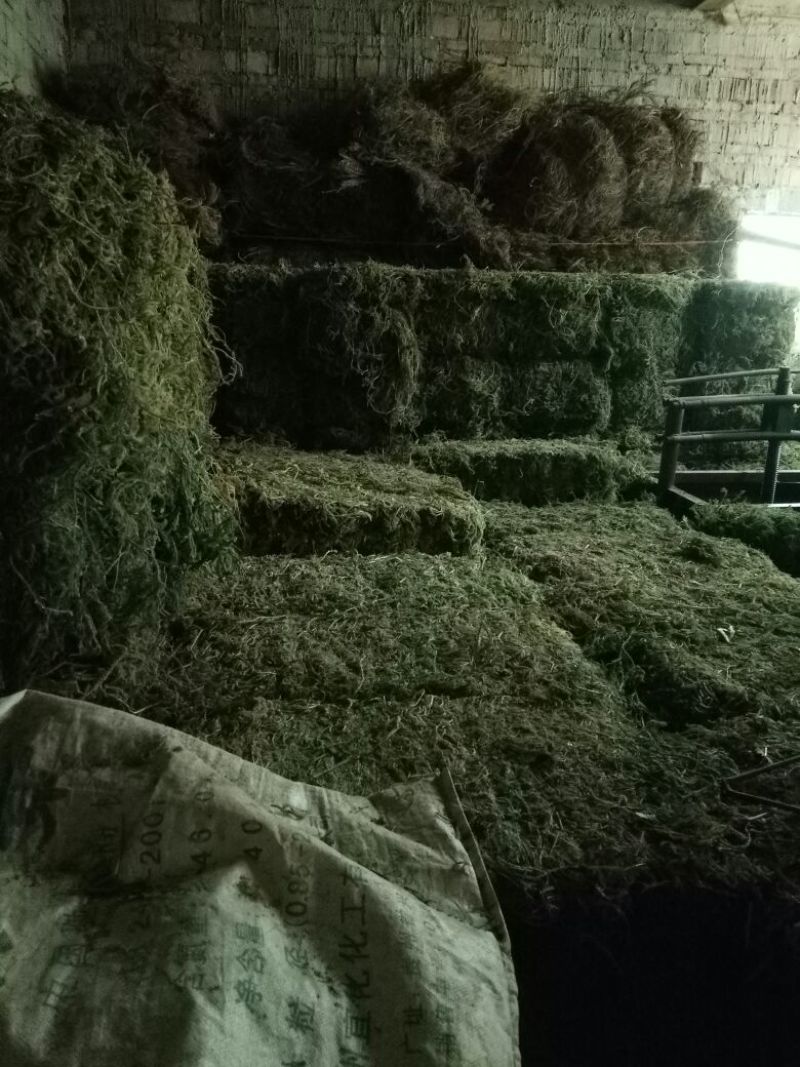 伸筋草