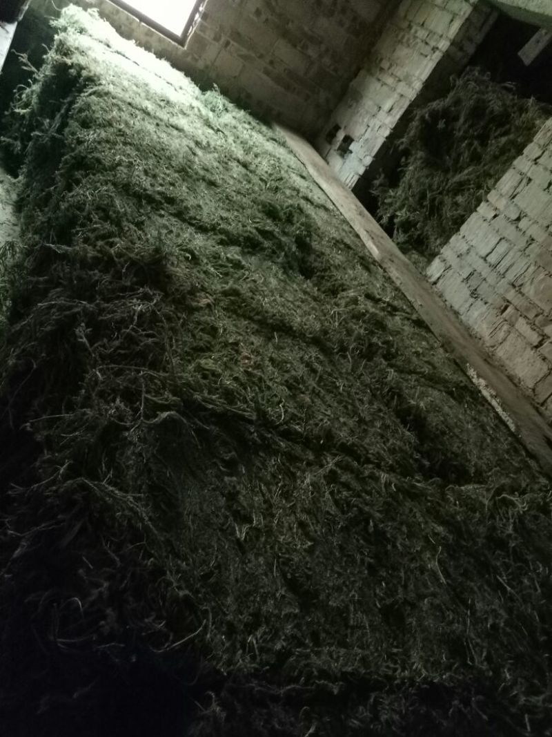 伸筋草