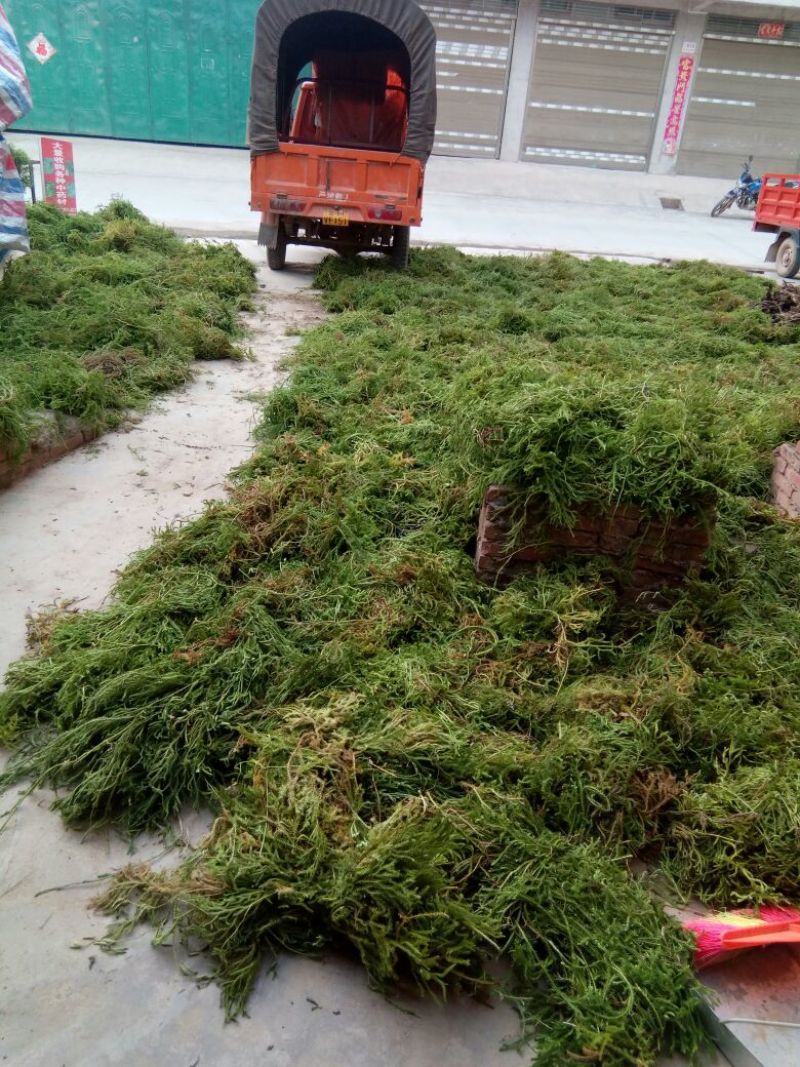 伸筋草