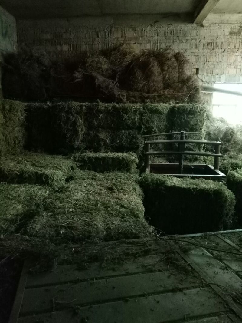 伸筋草