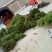 伸筋草