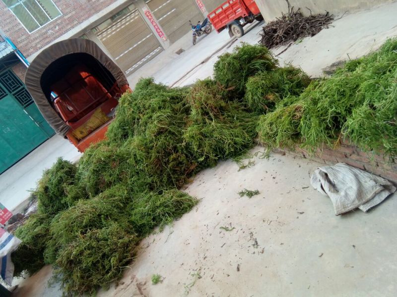 伸筋草