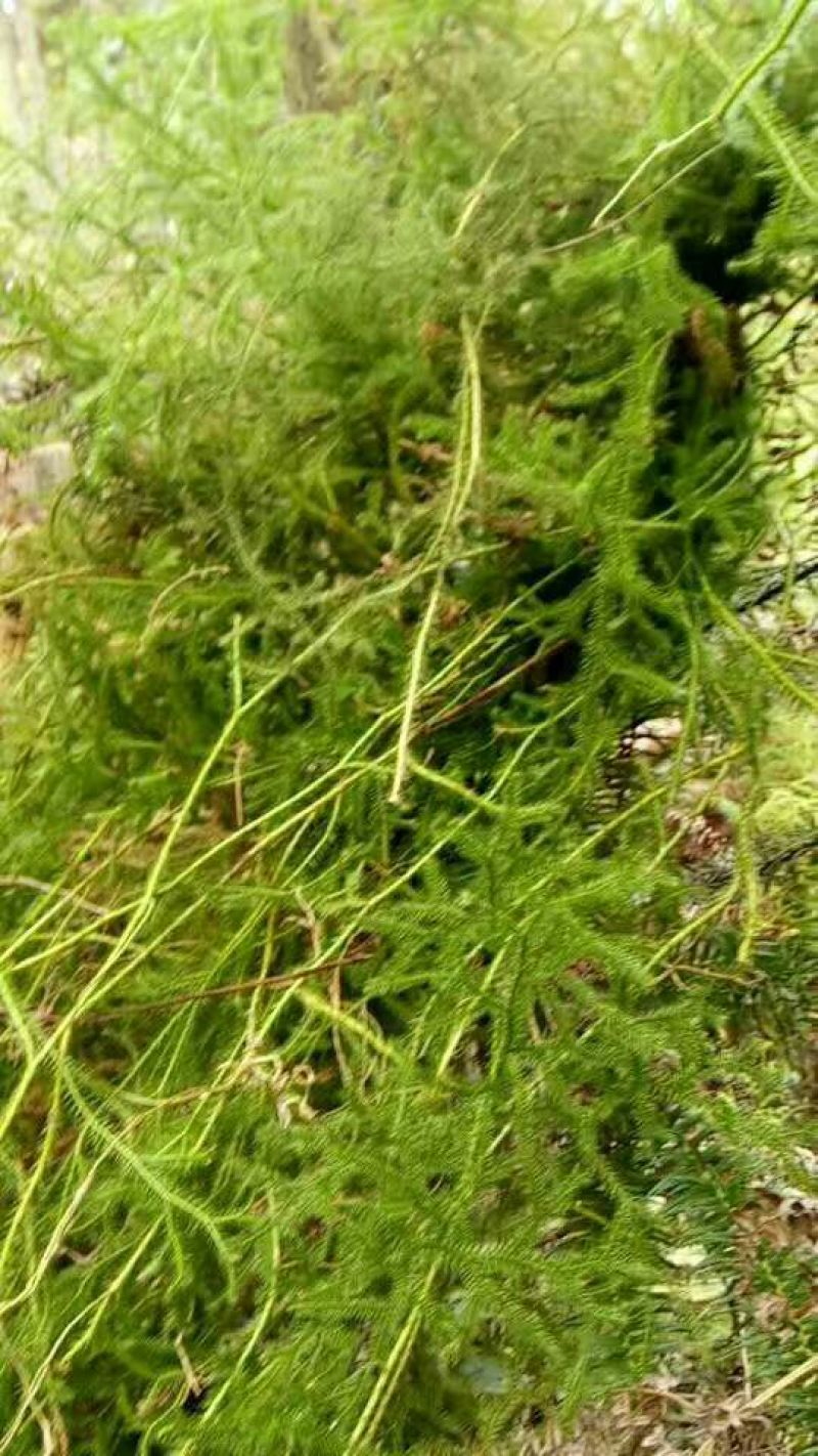 伸筋草