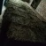 伸筋草