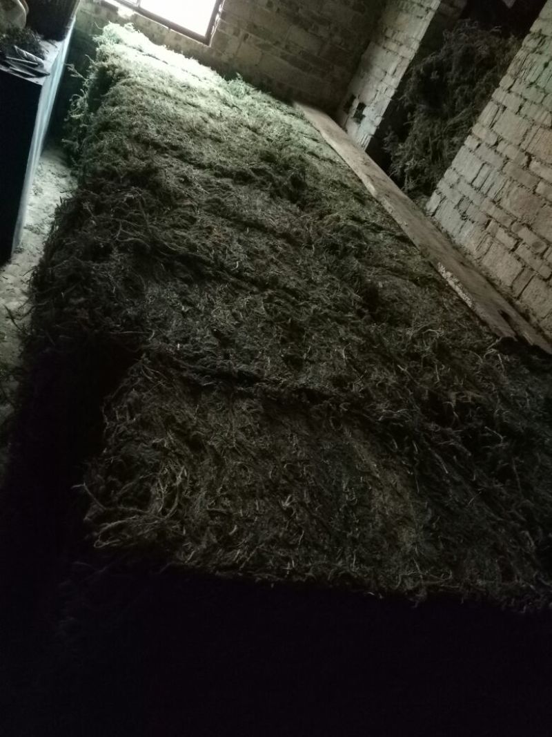 伸筋草