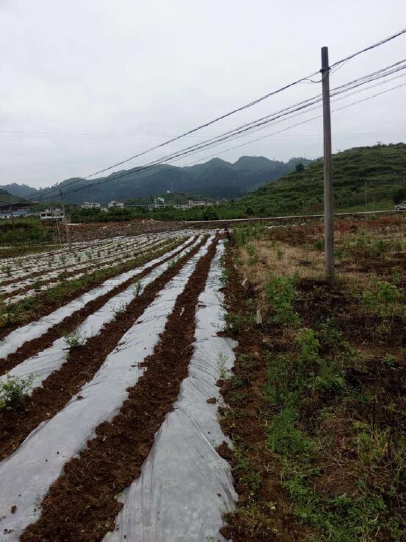 线椒