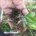 三叉白芨种苗10~20cm
