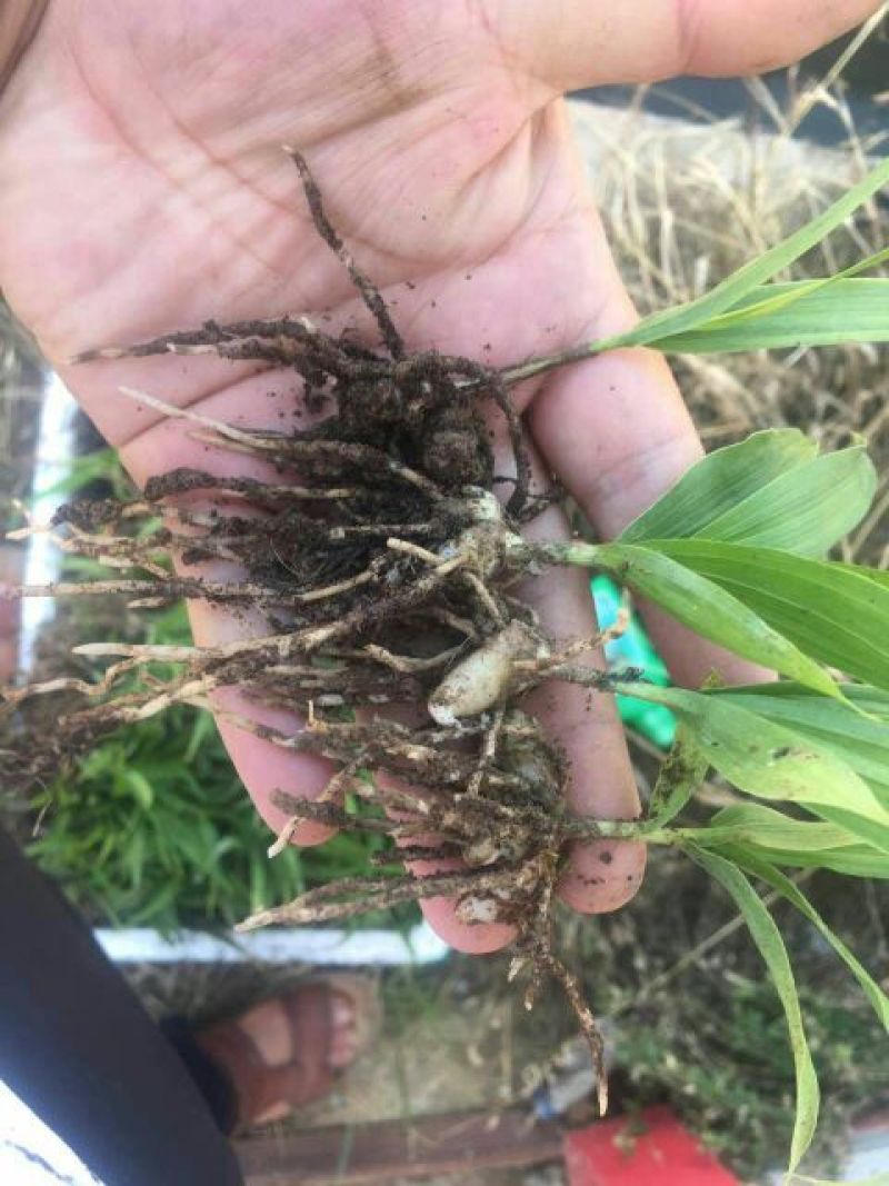 三叉白芨种苗10~20cm