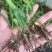 三叉白芨种苗10~20cm