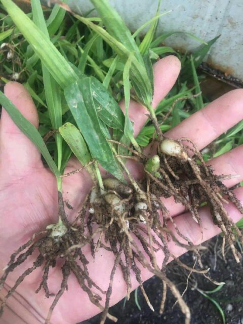 三叉白芨种苗10~20cm