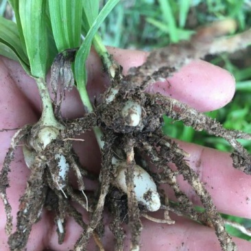 三叉白芨种苗10~20cm