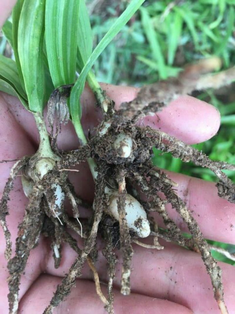 三叉白芨种苗10~20cm