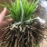 三叉白芨种苗10~20cm