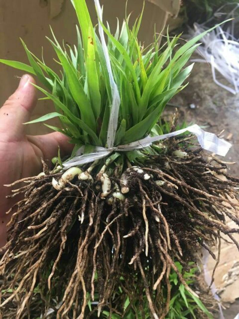三叉白芨种苗10~20cm