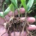 三叉白芨种苗10~20cm