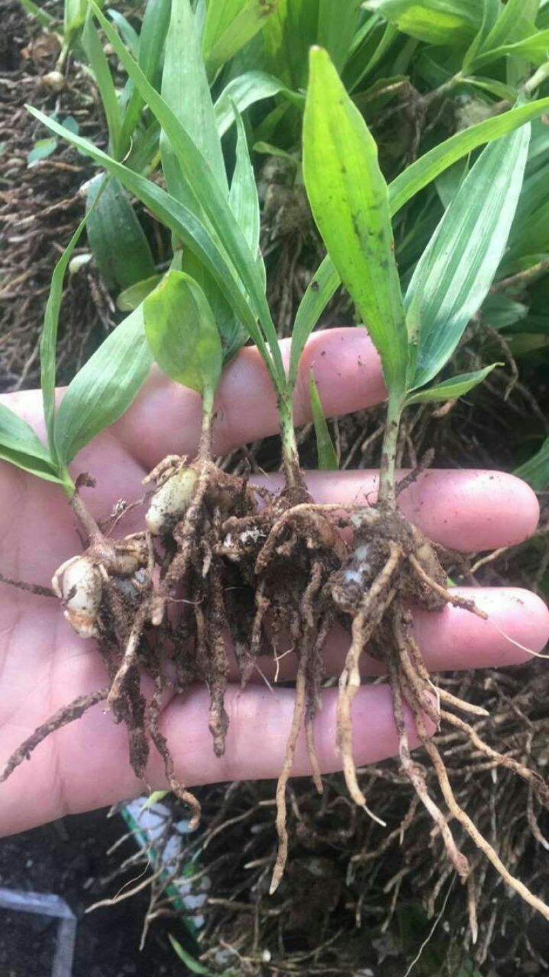 三叉白芨种苗10~20cm