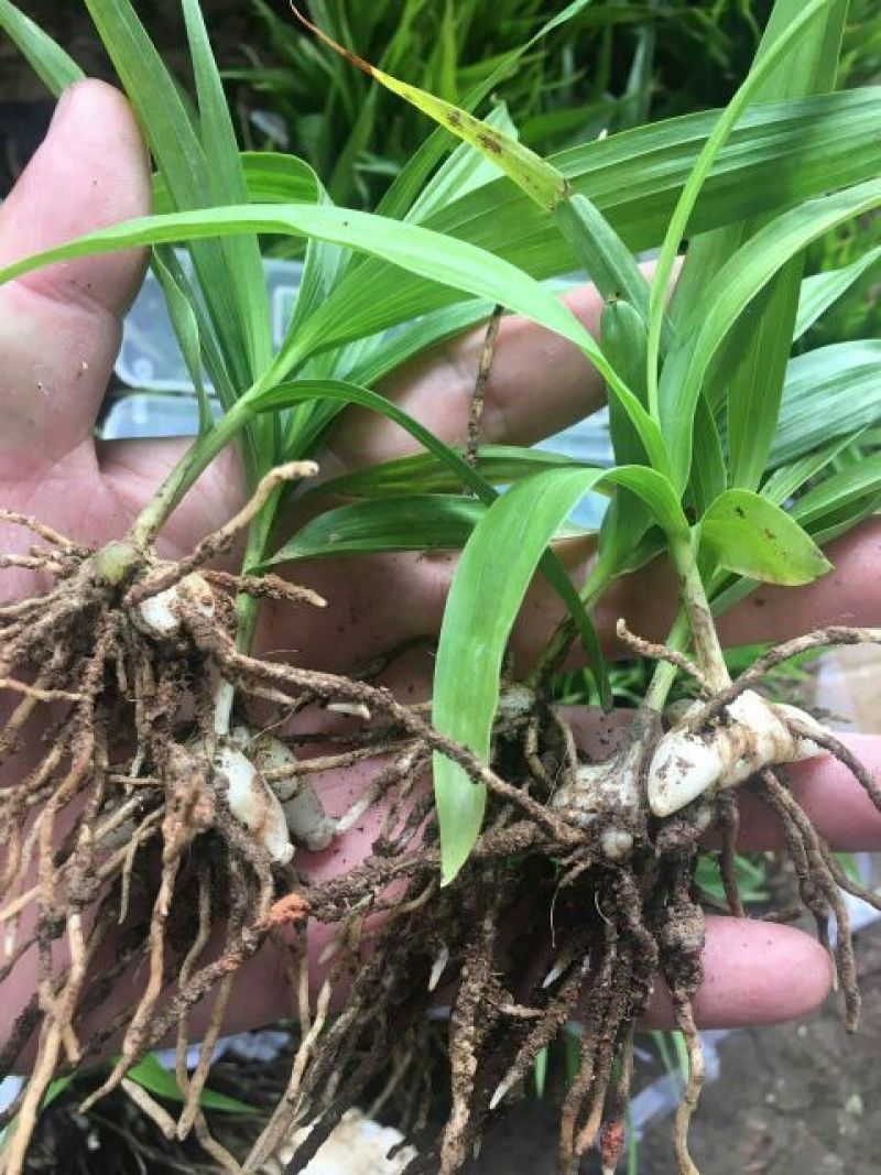 三叉白芨种苗10~20cm