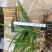 三叉白芨种苗10~20cm